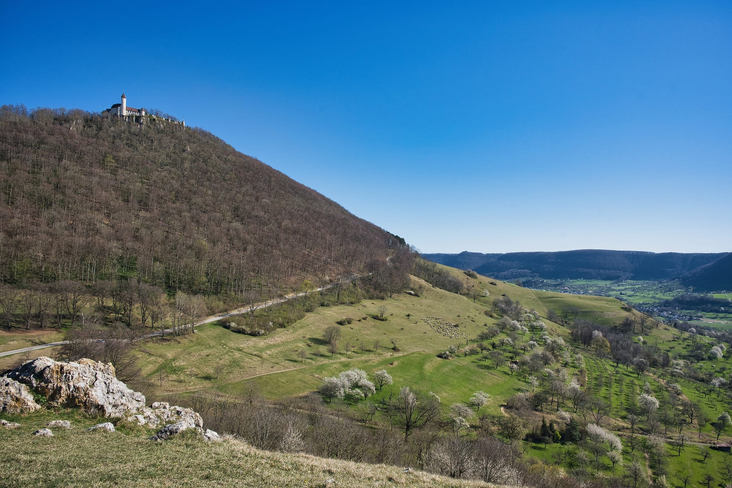 Burg Teck auf dem Teckberg über dem Naturschutzgebiet Teck mit blühenden Wacholderheiden