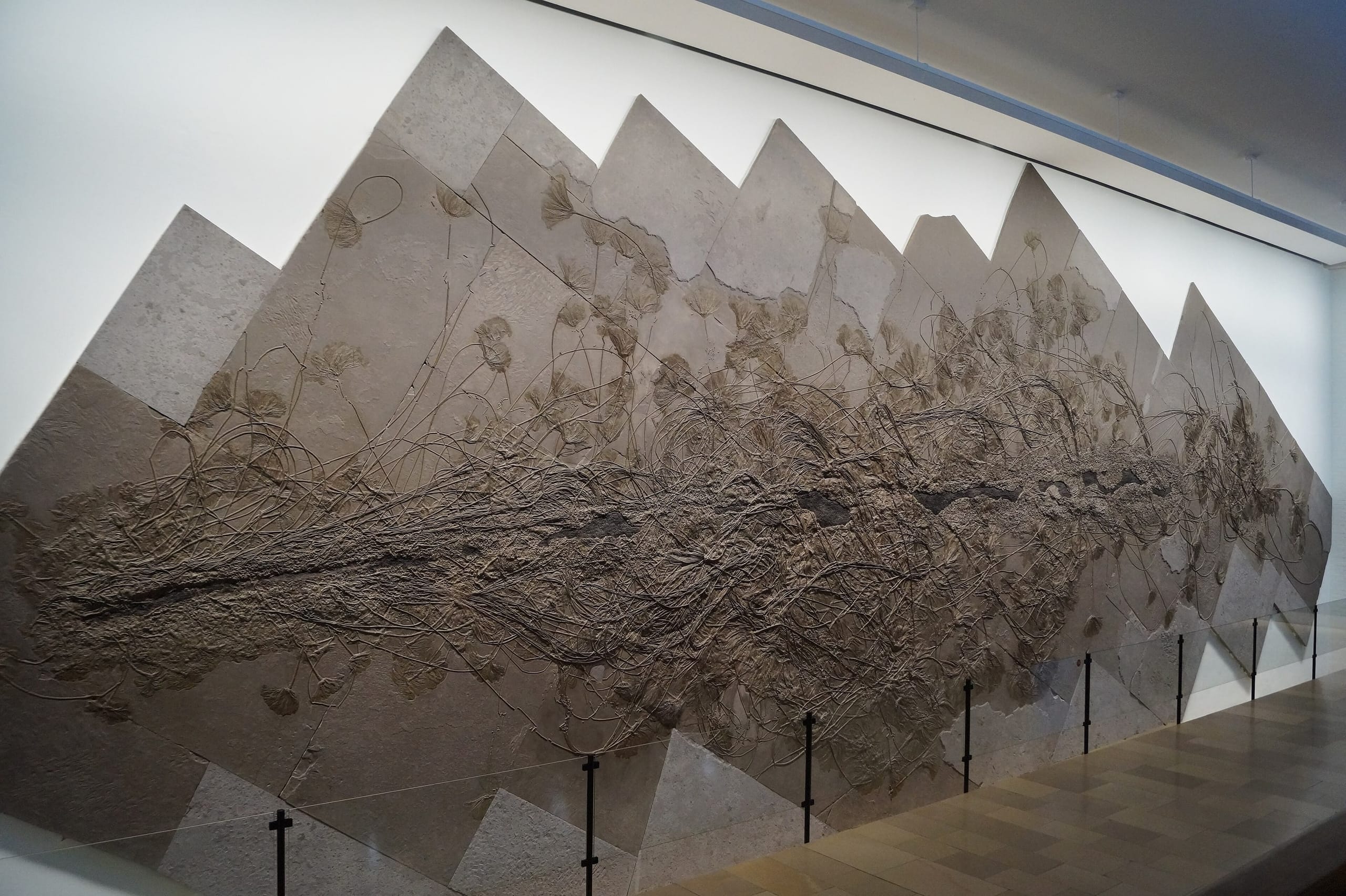 Versteinerte Seelilienkolonie im Urweltmuseum Hauff in Holzmaden